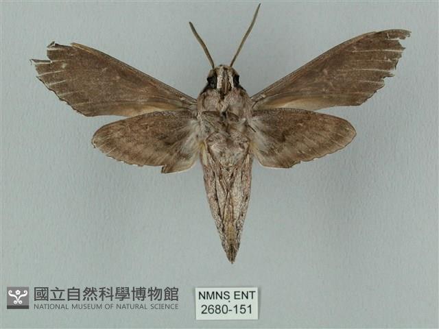 蝦殼天蛾藏品圖，第2張