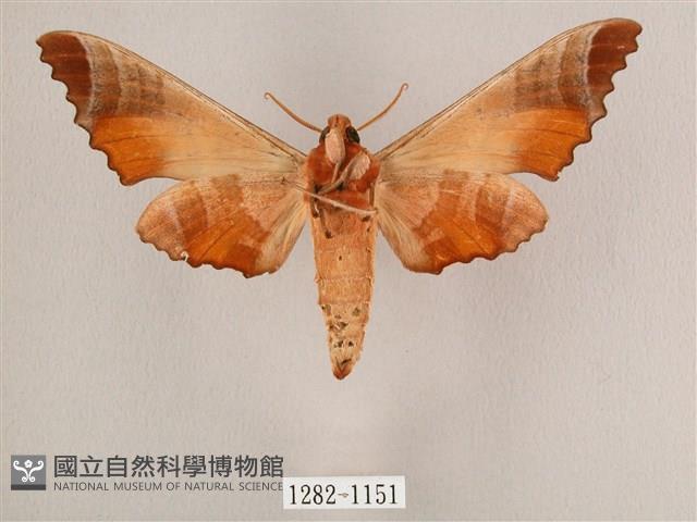 黑角六點天蛾藏品圖，第2張