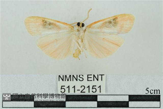 臺雪苔蛾藏品圖，第2張