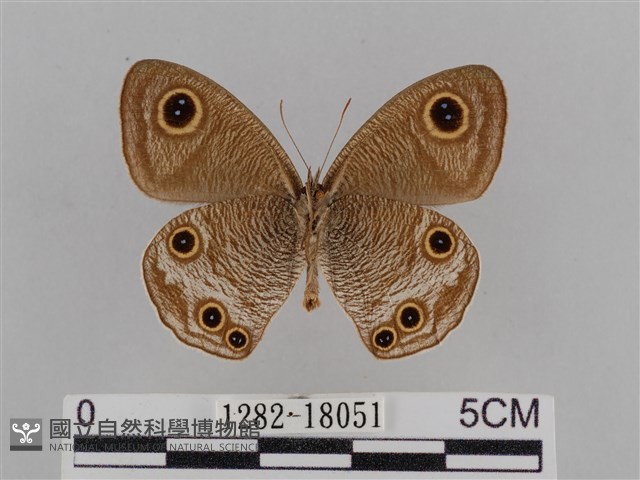 江崎波眼蝶藏品圖，第2張