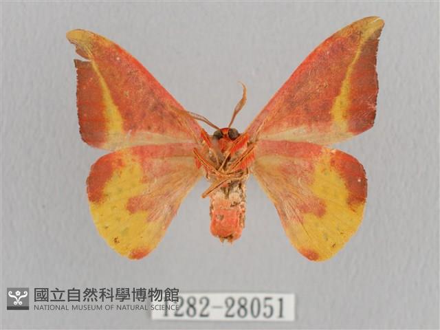 鉛斑帶鉤蛾藏品圖，第2張