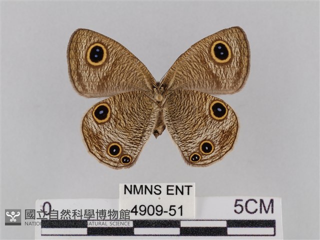 密紋波眼蝶藏品圖，第2張