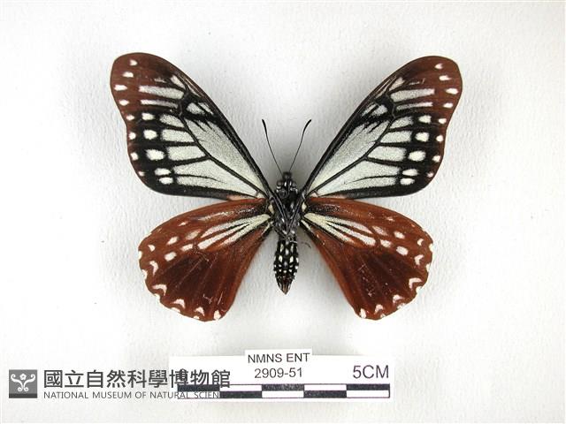 斑鳳蝶藏品圖，第2張