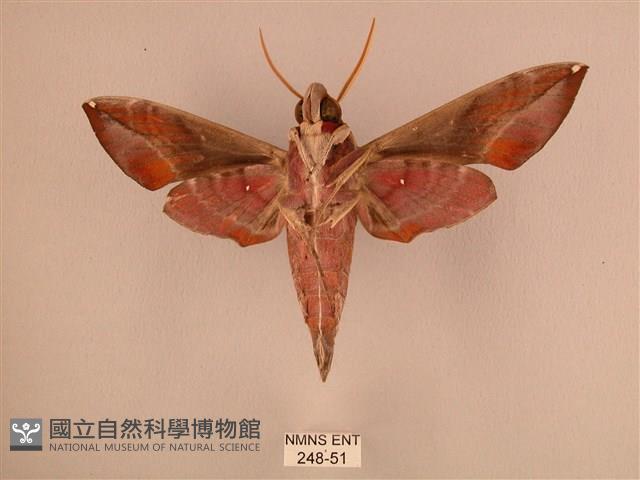 暗綠白腰天蛾藏品圖，第2張