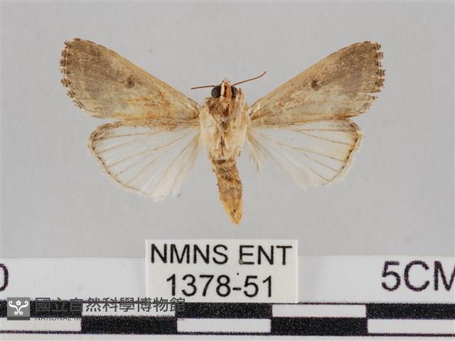 斜紋夜盜蛾藏品圖，第2張