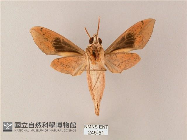 藏斜紋天蛾藏品圖，第2張