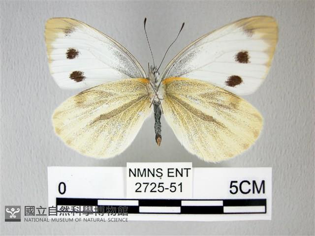 緣點白粉蝶藏品圖，第2張