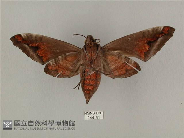 全緣缺角天蛾藏品圖，第2張