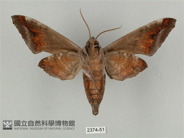 全緣缺角天蛾藏品圖，第2張