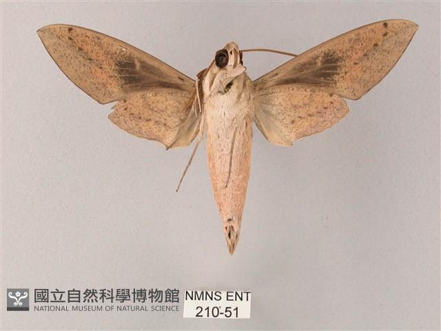 藏斜紋天蛾藏品圖，第2張