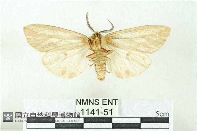 赭新污燈蛾藏品圖，第2張