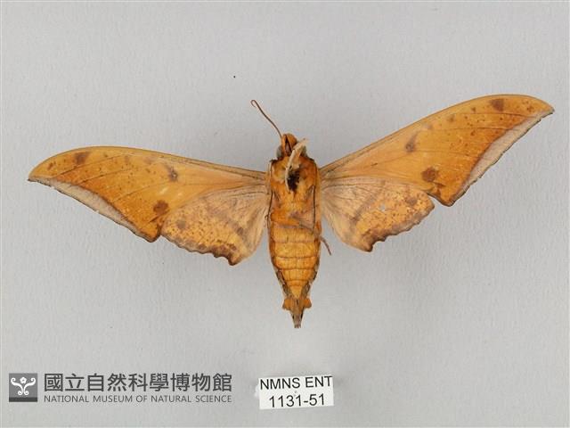 裂斑鷹翅天蛾藏品圖，第2張