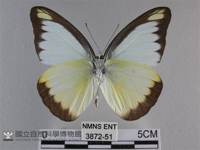 異色尖粉蝶藏品圖，第2張