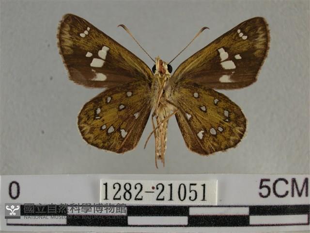 白斑弄蝶藏品圖，第2張