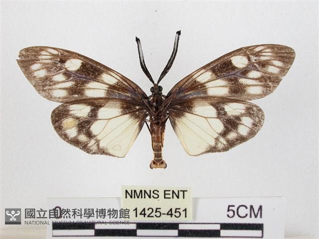 蓬萊茶斑蛾藏品圖，第2張