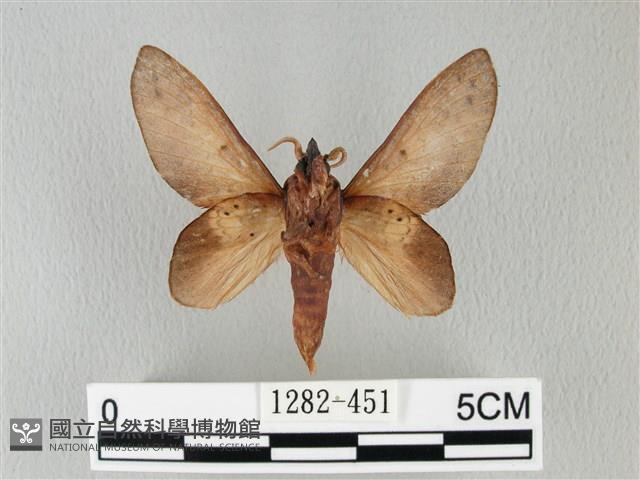 緣斑枯葉蛾藏品圖，第2張