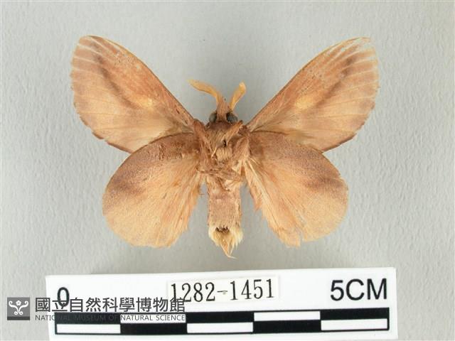 竹黃斜帶枯葉蛾藏品圖，第2張