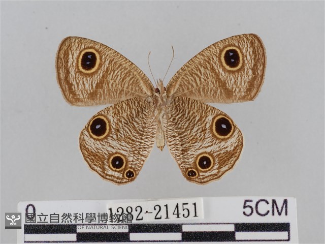 江崎波眼蝶藏品圖，第2張