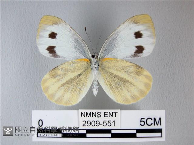 緣點白粉蝶藏品圖，第2張