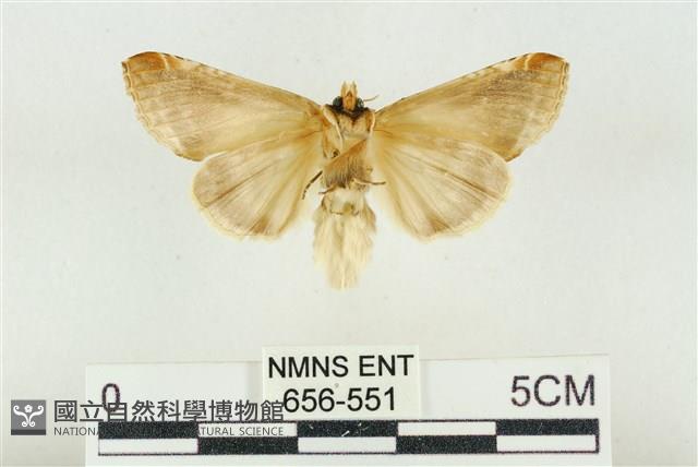 印華波紋蛾藏品圖，第2張