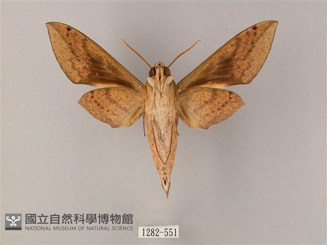 間斷斜紋天蛾藏品圖，第2張