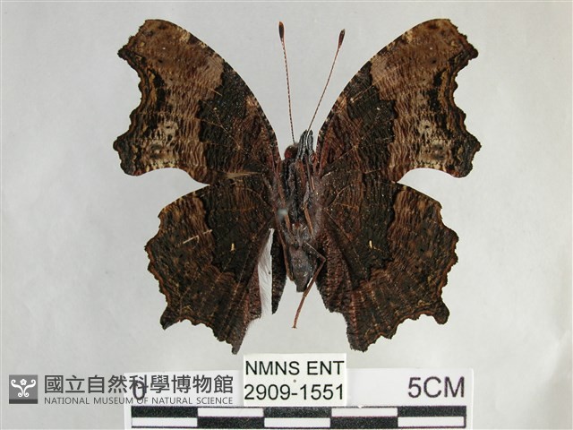 琉璃蛺蝶藏品圖，第2張