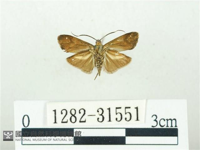 叉紋閃舞蛾藏品圖，第2張