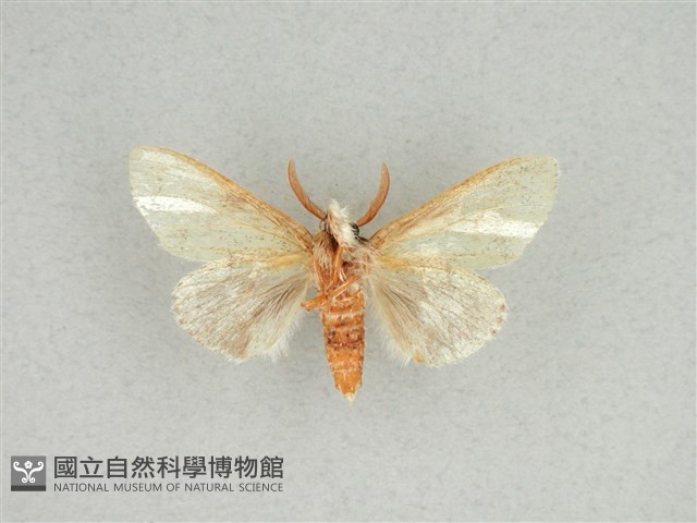 灰舟蛾藏品圖，第2張