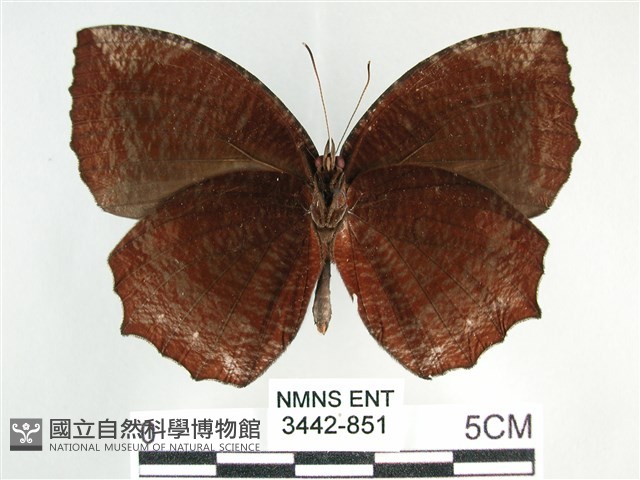 藍紋鋸眼蝶藏品圖，第2張