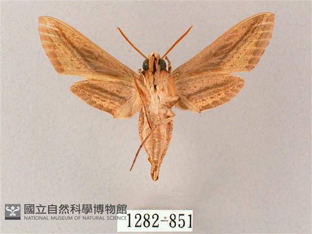 單斜紋天蛾藏品圖，第2張