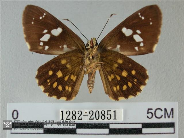 小星弄蝶藏品圖，第2張