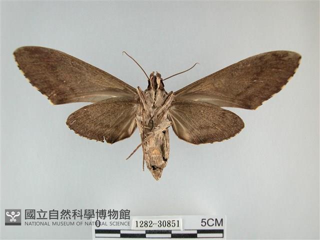 霜天蛾藏品圖，第2張