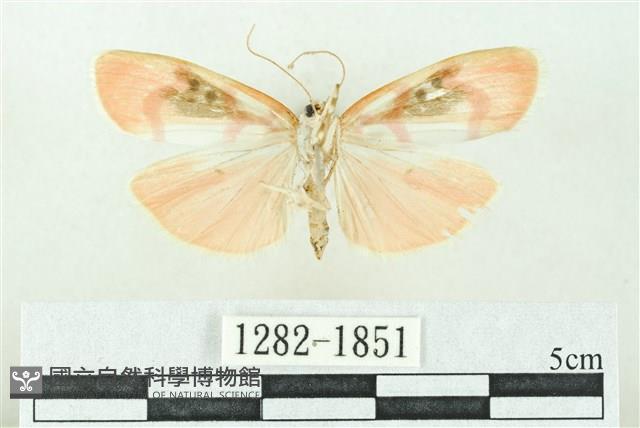 臺雪苔蛾藏品圖，第2張