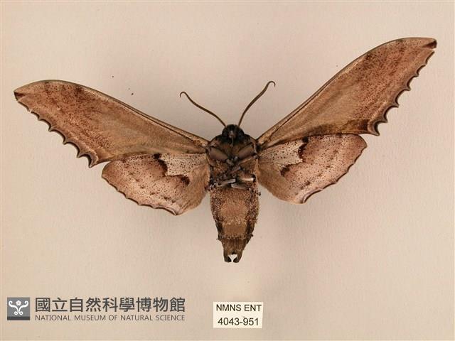 臺灣鋸翅天蛾藏品圖，第2張