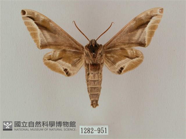 白點天蛾 藏品圖，第2張