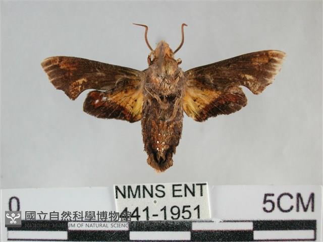 三角凹緣天蛾藏品圖，第2張