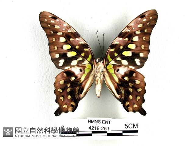 翠斑青鳳蝶藏品圖，第2張
