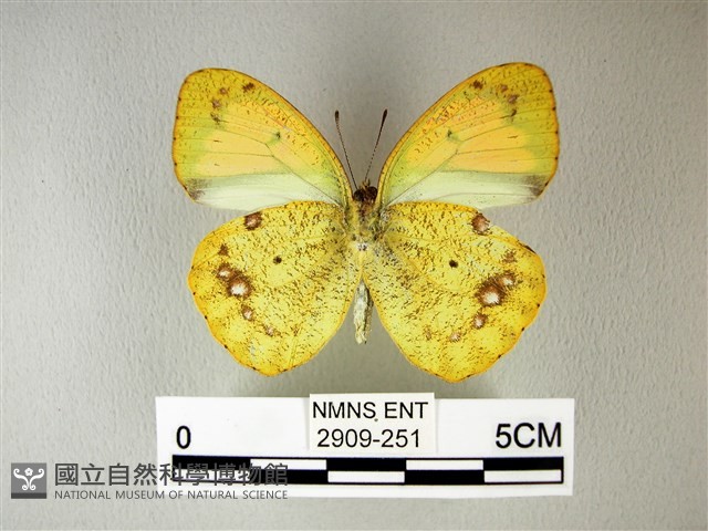 異粉蝶、雌白黃蝶藏品圖，第2張