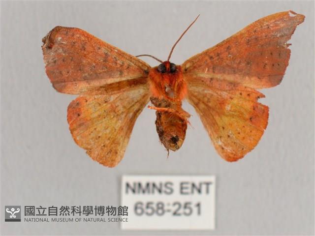 銀端帶鉤蛾藏品圖，第2張