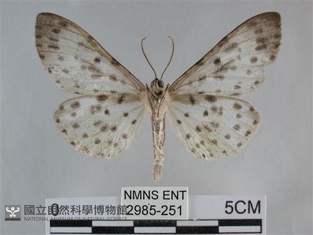 大胡麻斑星尺蛾藏品圖，第2張