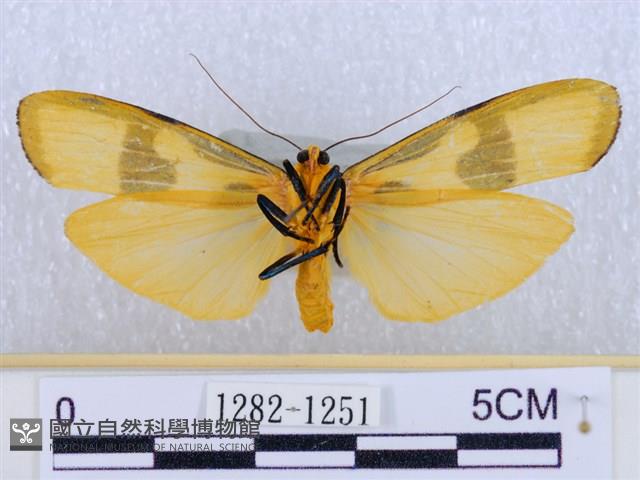 閃光苔蛾藏品圖，第2張