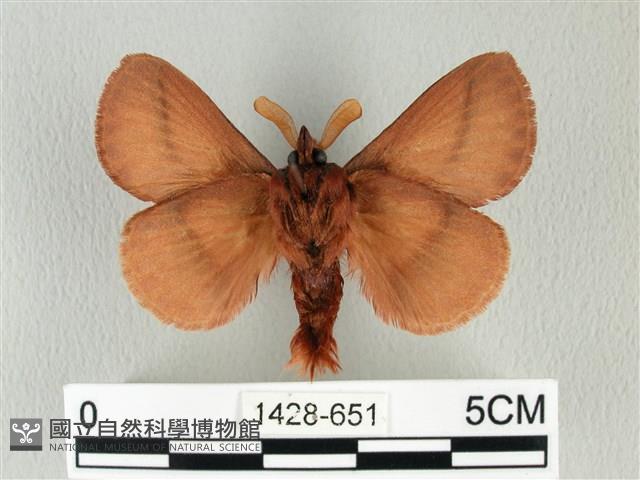 褐斜帶枯葉蛾藏品圖，第2張