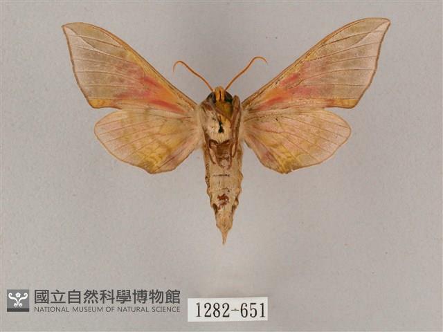 榆綠天蛾藏品圖，第2張