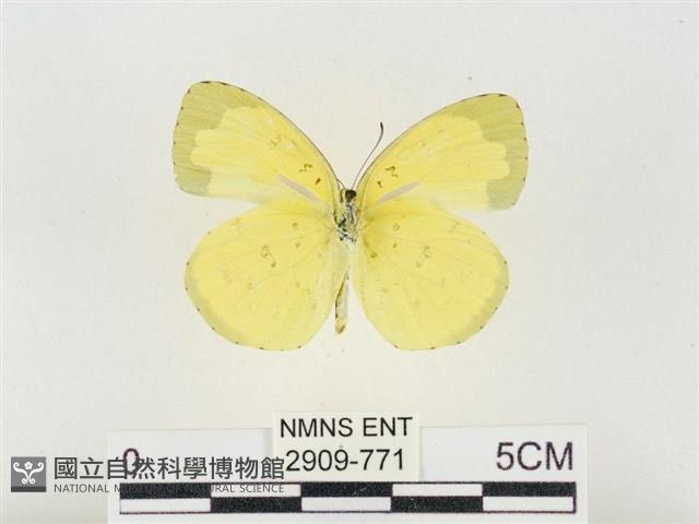 島嶼黃蝶、江崎黃蝶藏品圖，第2張