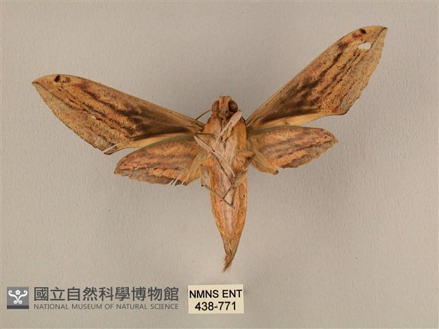 棕綠背線天蛾藏品圖，第2張