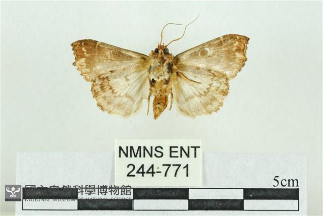 粉紅帶散紋夜蛾藏品圖，第2張