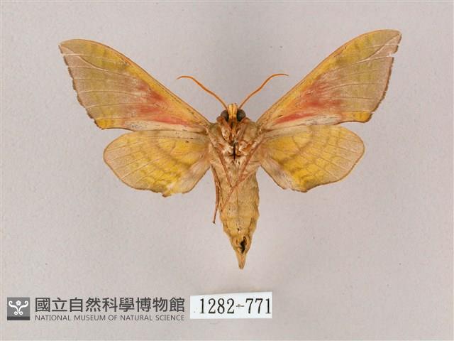 榆綠天蛾藏品圖，第2張