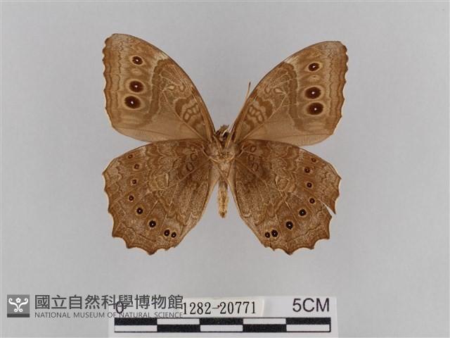 褐翅蔭眼蝶藏品圖，第2張