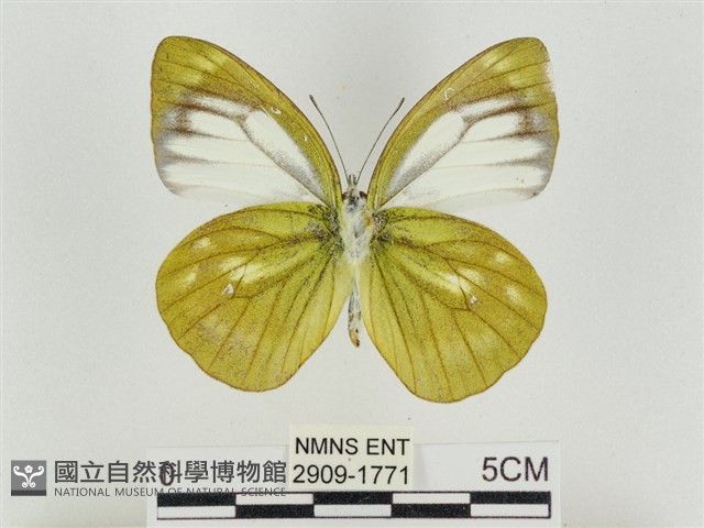 淡褐脈粉蝶藏品圖，第2張
