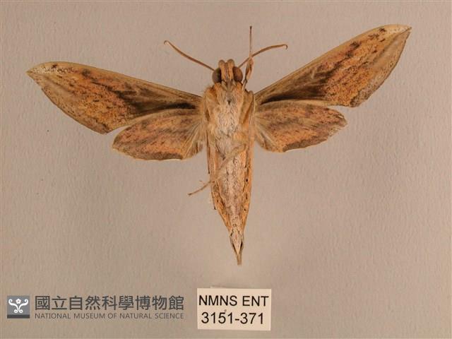 背線天蛾藏品圖，第2張